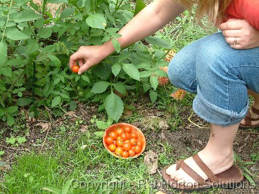 Tomatoes cherry 